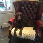 Jessicas Pet Care Dog Home Boarding Chew Valley