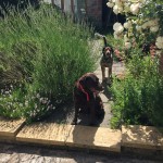 Jessicas Pet Care Dog Home Boarding Chew Valley