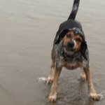 Jessicas Pet Care Dog Home Boarding Chew Valley