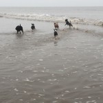 Jessicas Pet Care Dog Home Boarding Chew Valley