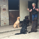 Jessicas Pet Care Dog Home Boarding Chew Valley