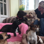 Jessicas Pet Care Dog Home Boarding Chew Valley