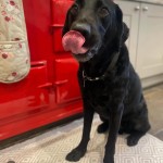 Labrador Home Boarding Jessicas Pet Care