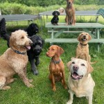 Jessica's Pet Care Dog Day Care Home Boarding Guests