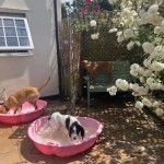 Dog Day Care Home Boarding Paddling Pools