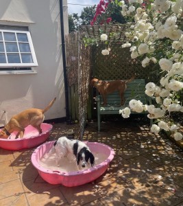 Dog Day Care Home Boarding Paddling Pools