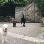 Secure Dog Day Care Gates