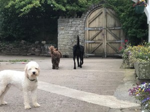 Secure Dog Day Care Gates