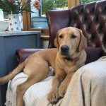 Labrador Home from Home boarding