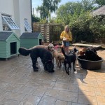Dog Day Care Chew Valley Jessicas Pet Care