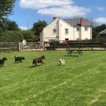 Jessicas Pet Care Cottage and Paddock Scene
